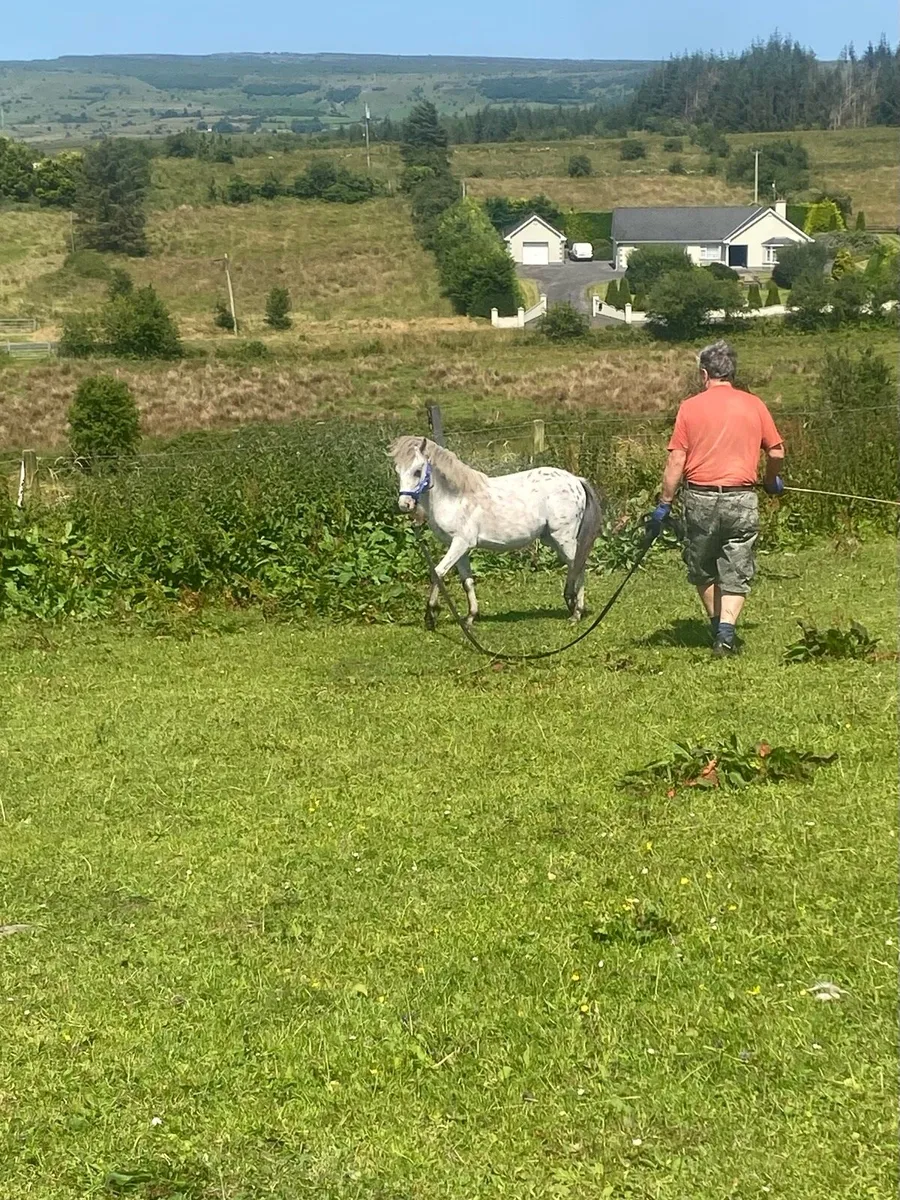 Kerry bog pony yearling colt - Image 1