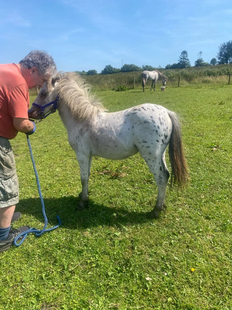 Kerry bog pony yearling colt - Image 4