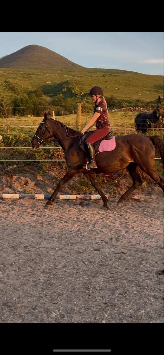15 year old mare - Image 3