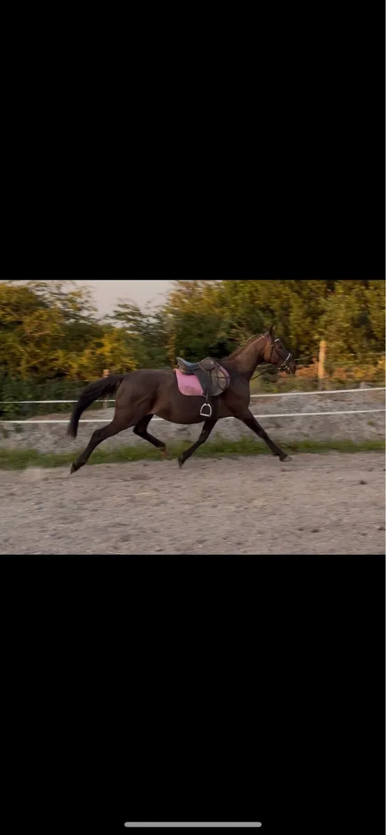15 year old mare - Image 4