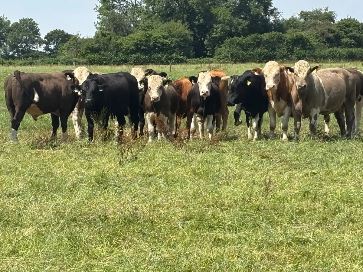 Simmental X Cattle - Image 4