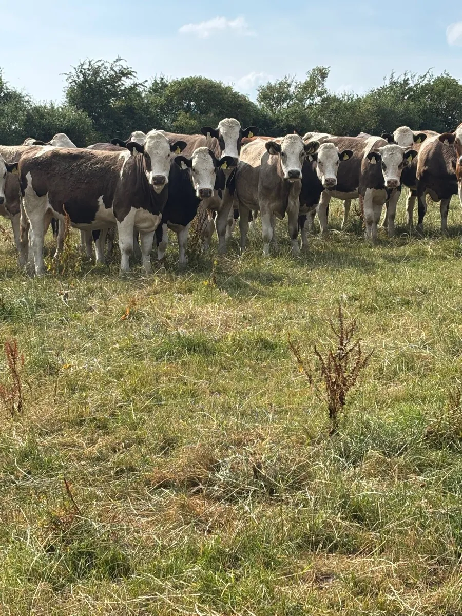 Simmental X heifers - Image 1