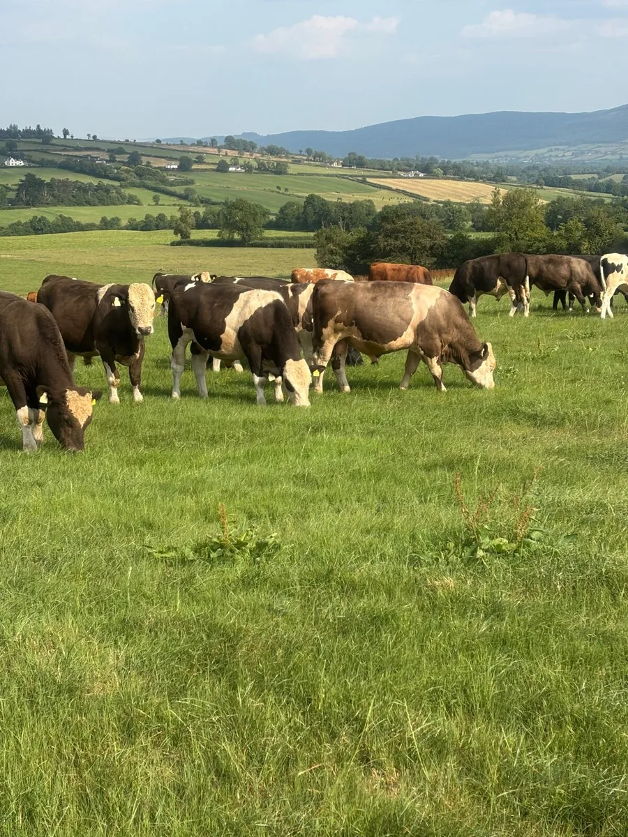 Simmental X Cattle - Image 1