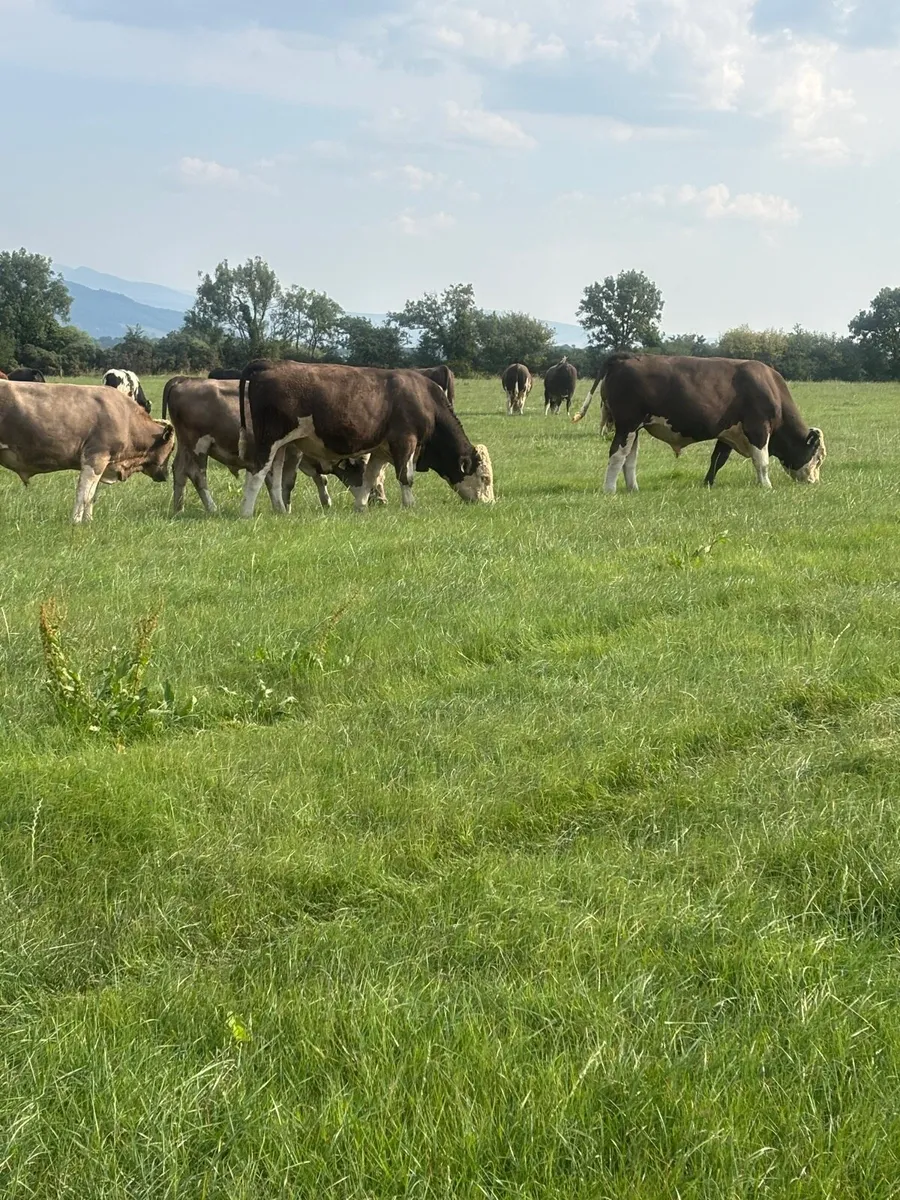 Simmental X Cattle - Image 3