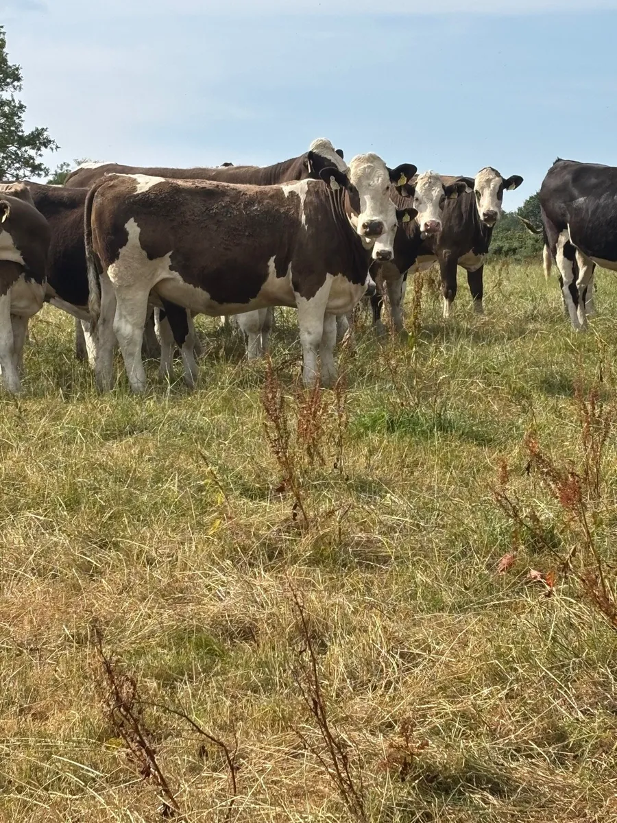 Simmental X heifers - Image 3