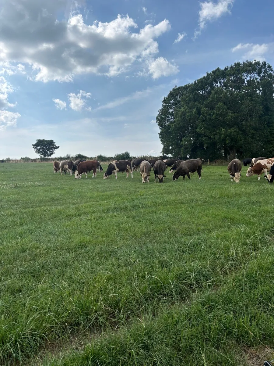 Simmental X Cattle - Image 2