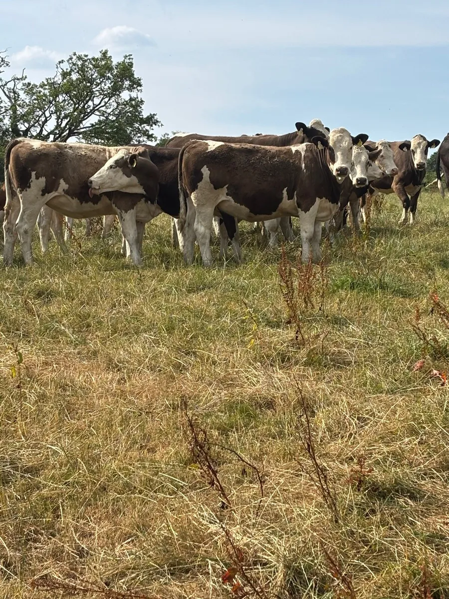 Simmental X heifers - Image 2