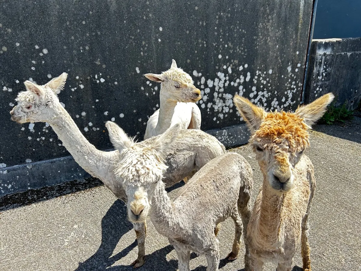 Alpacas - Image 1