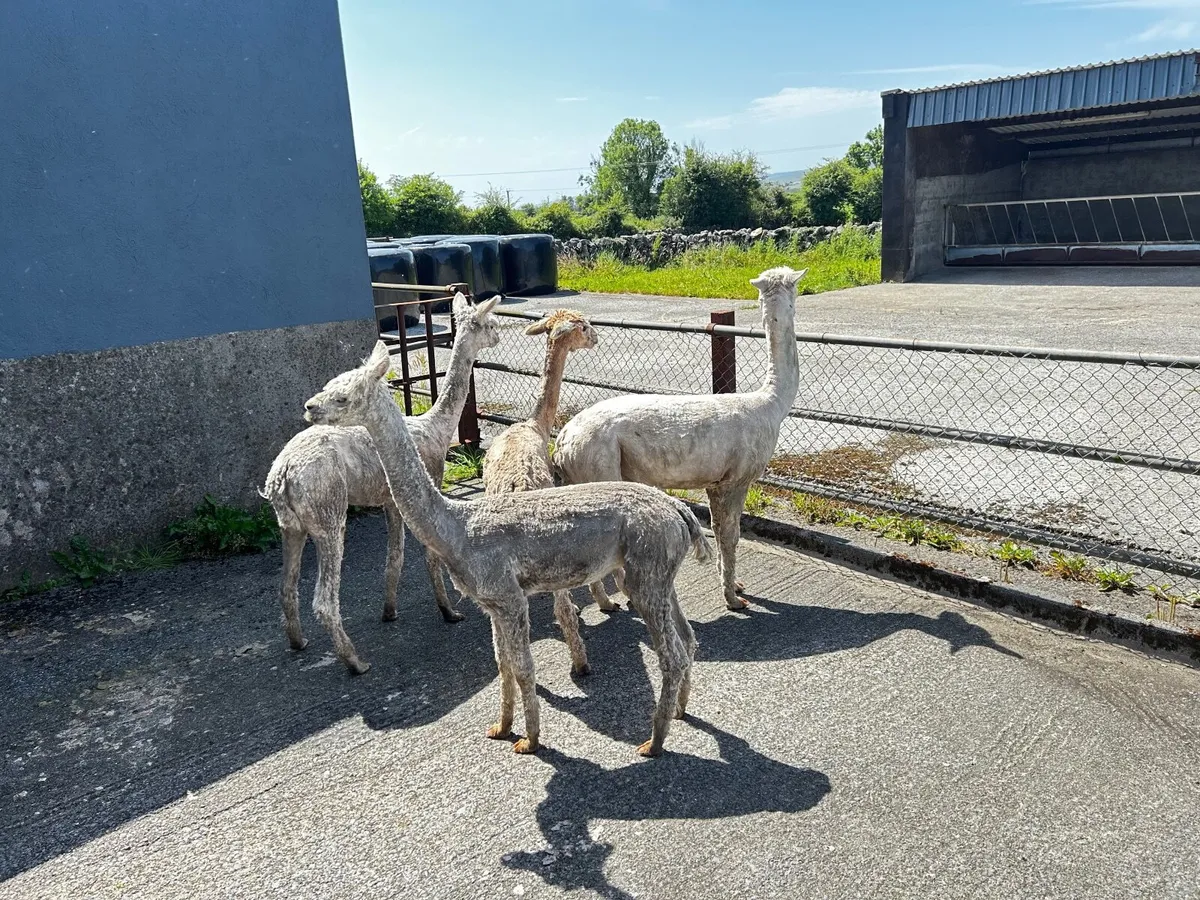 Alpacas - Image 2