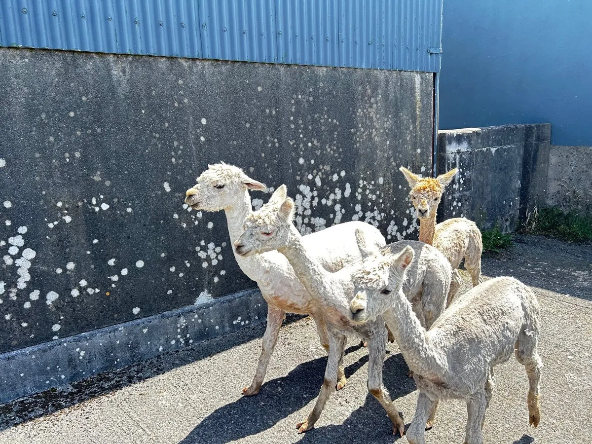 Alpacas - Image 3