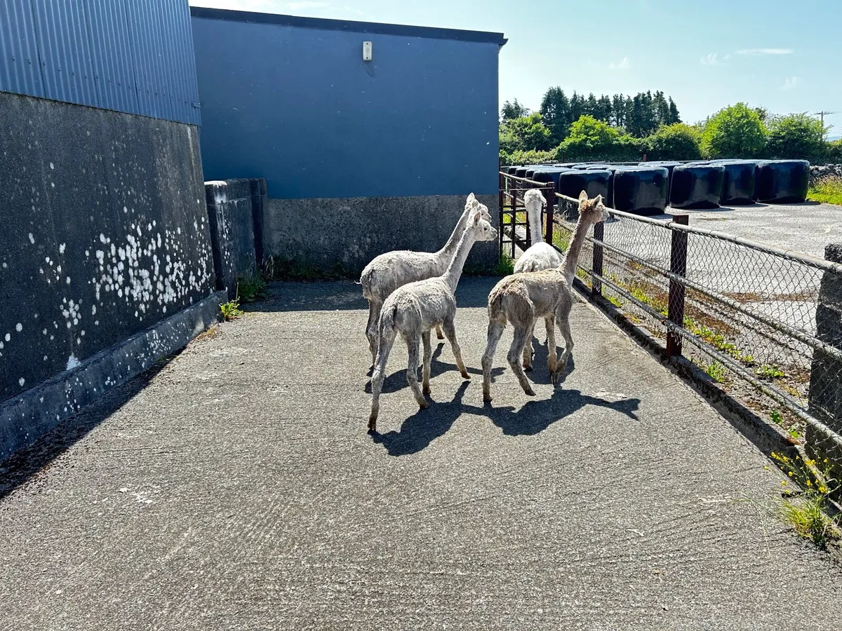 Alpacas - Image 4