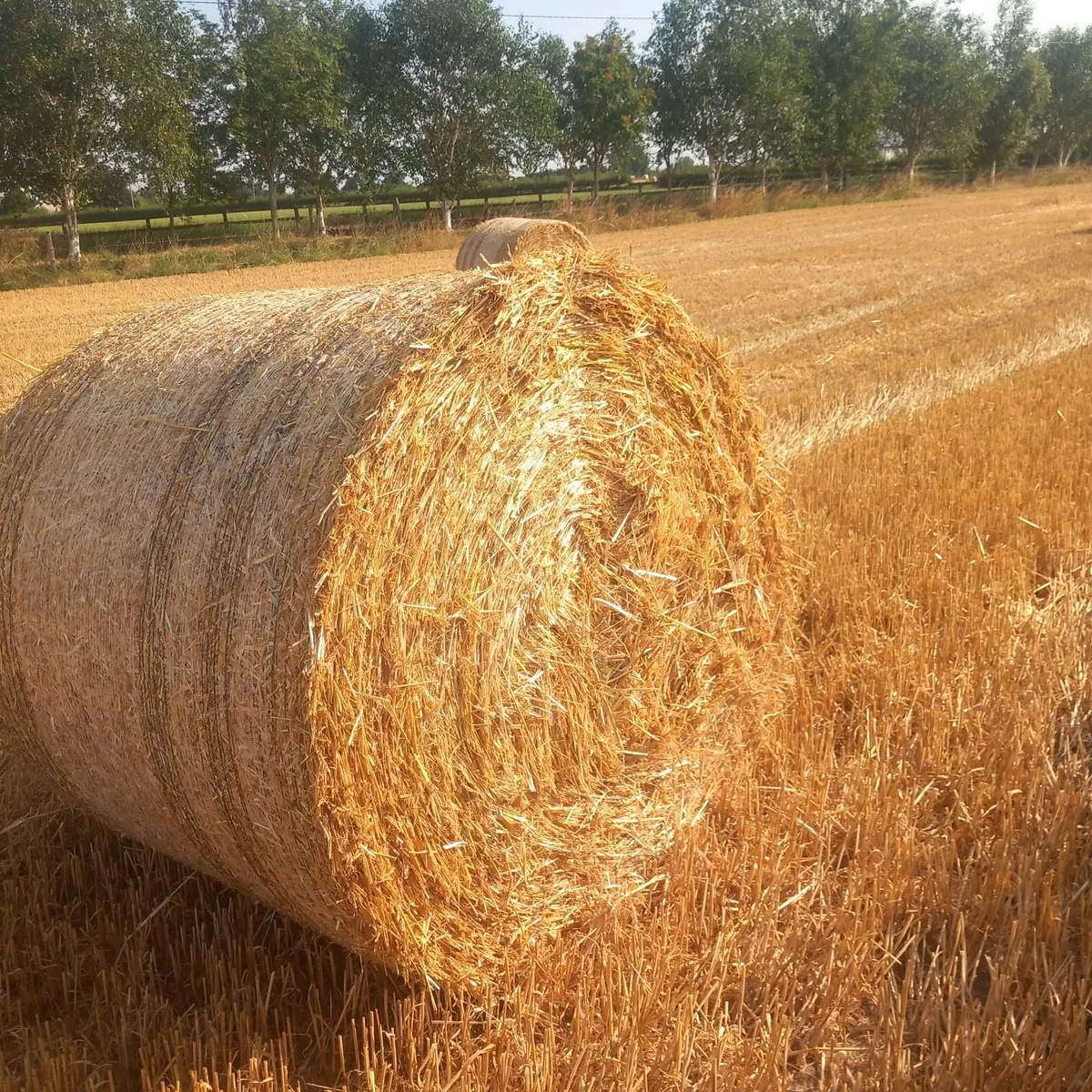 Straw - Image 2