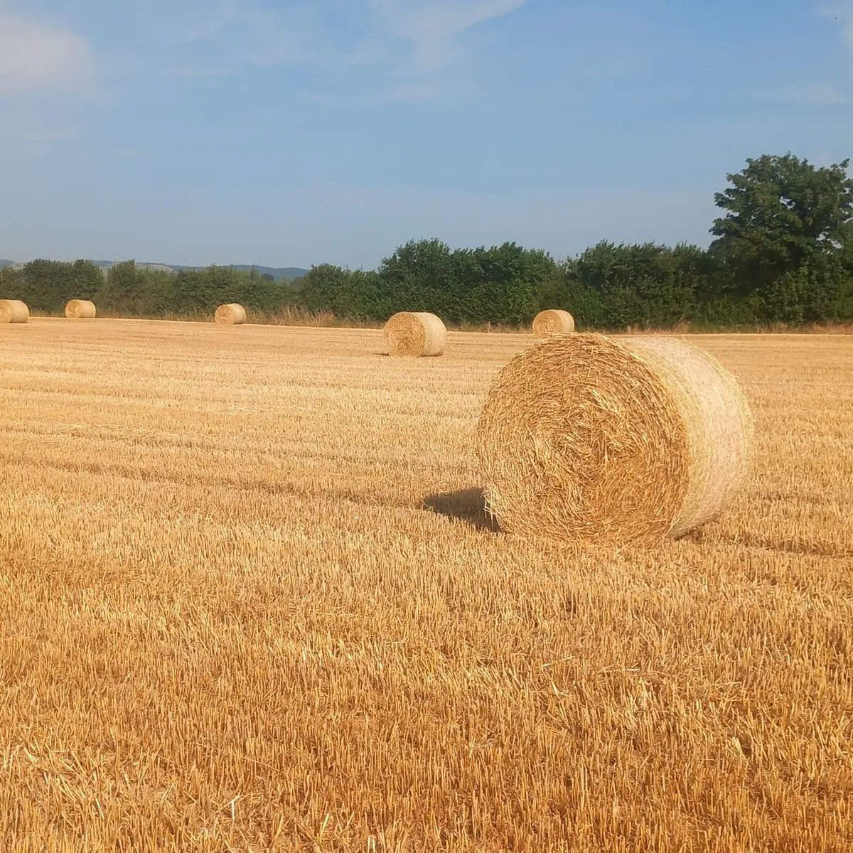 Straw - Image 1