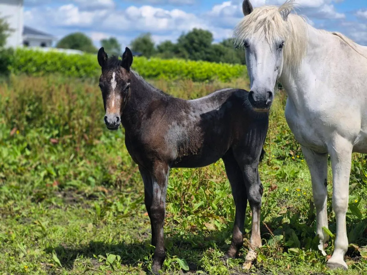 Reg Connemara Colt Foal - Image 4