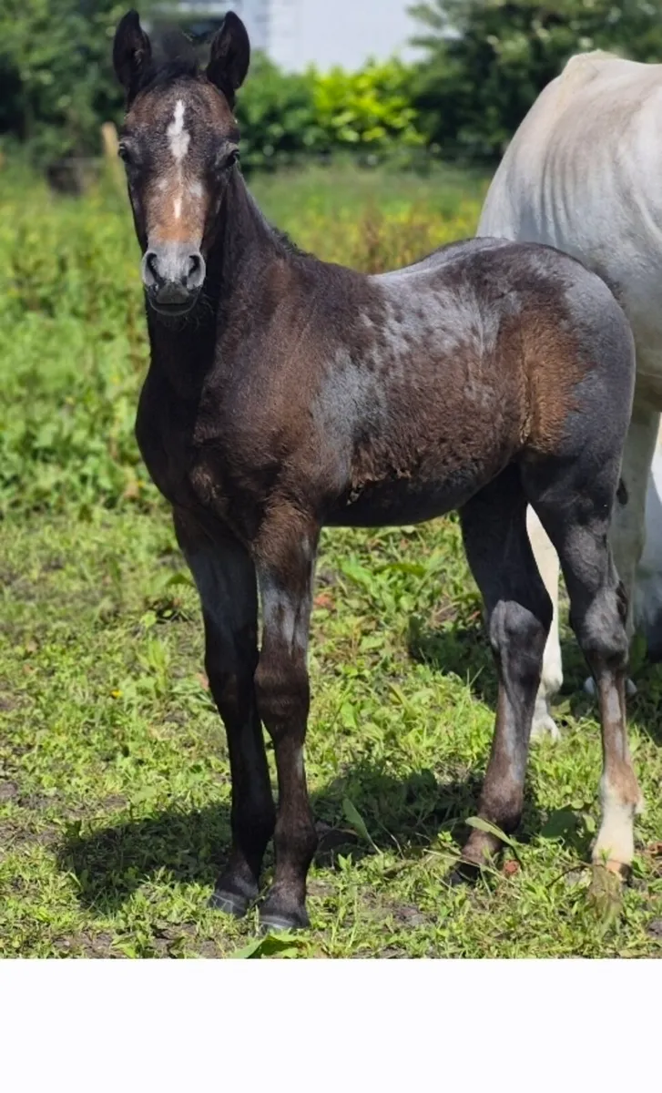 Reg Connemara Colt Foal - Image 1