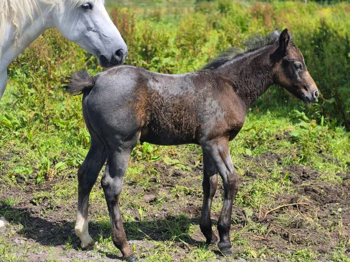Reg Connemara Colt Foal - Image 2