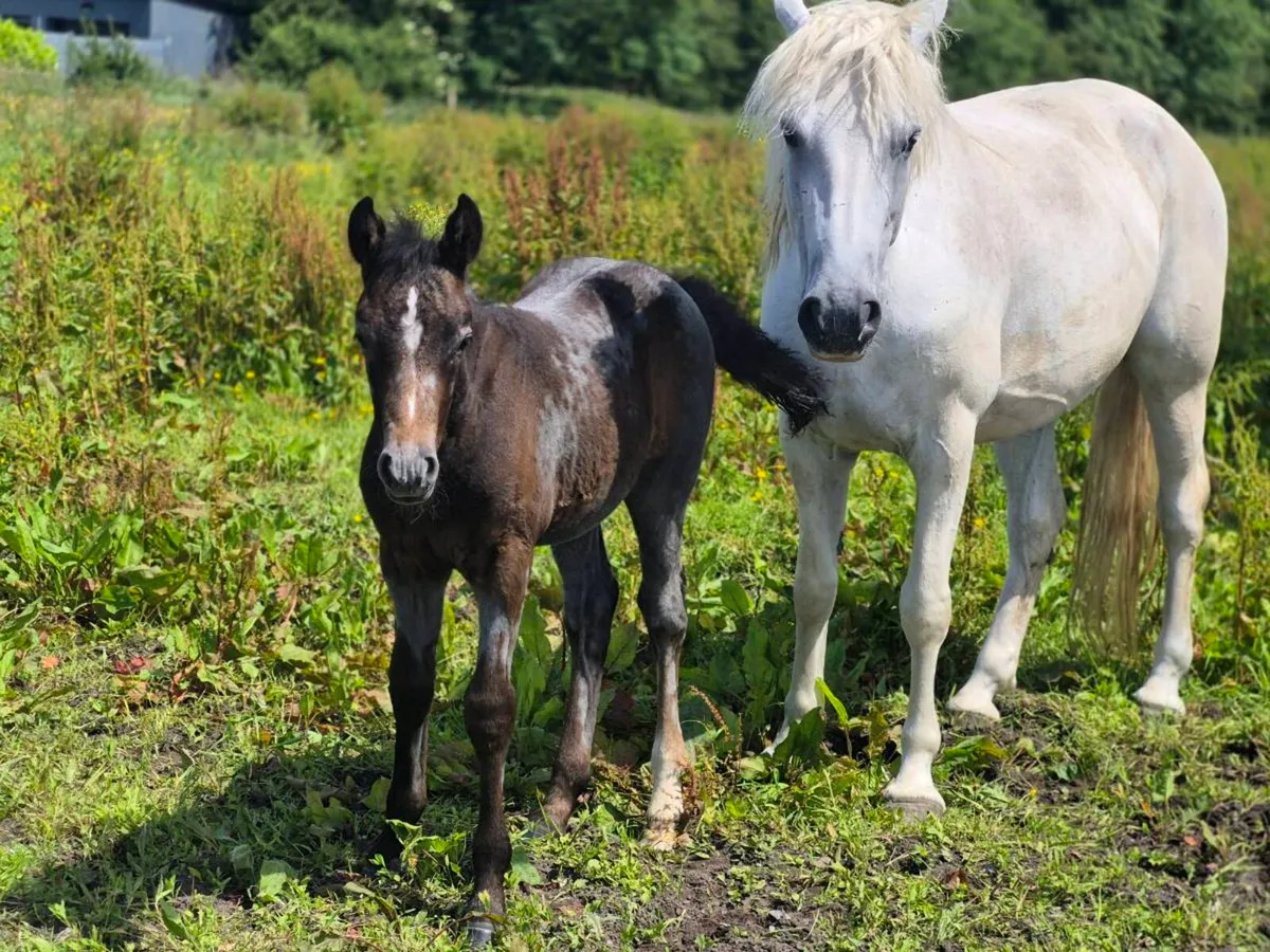 Reg Connemara Colt Foal - Image 3