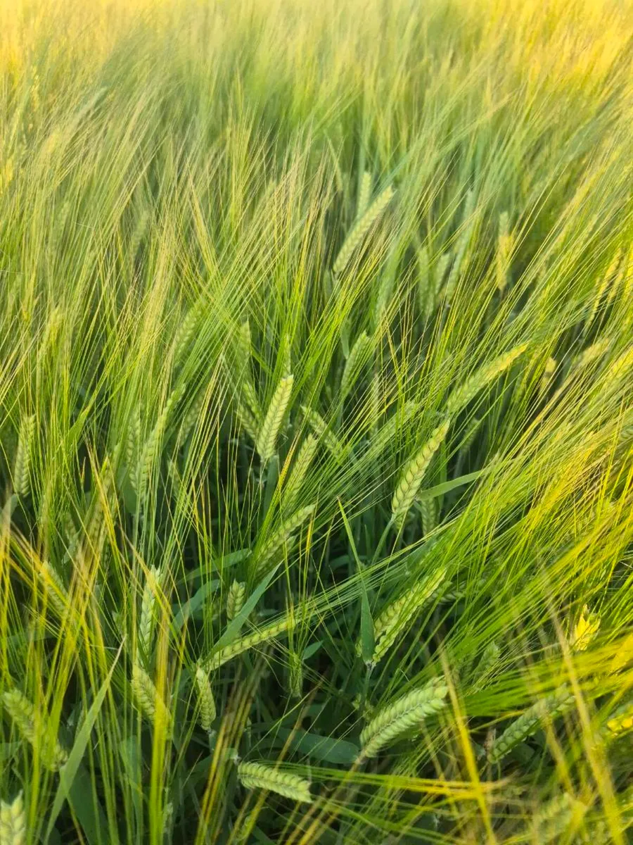 wholecrop barley for sale