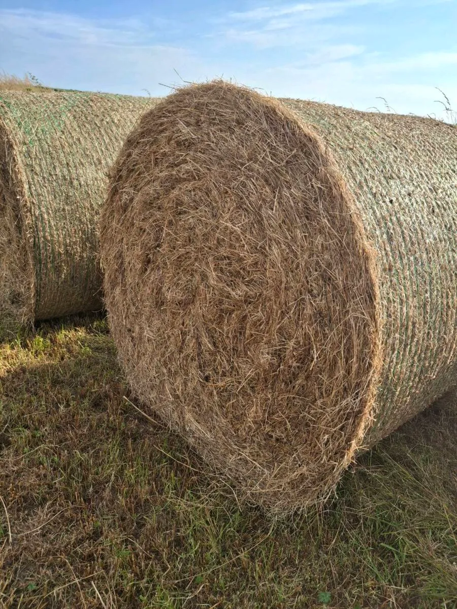 Round bales top quality hay - Image 1