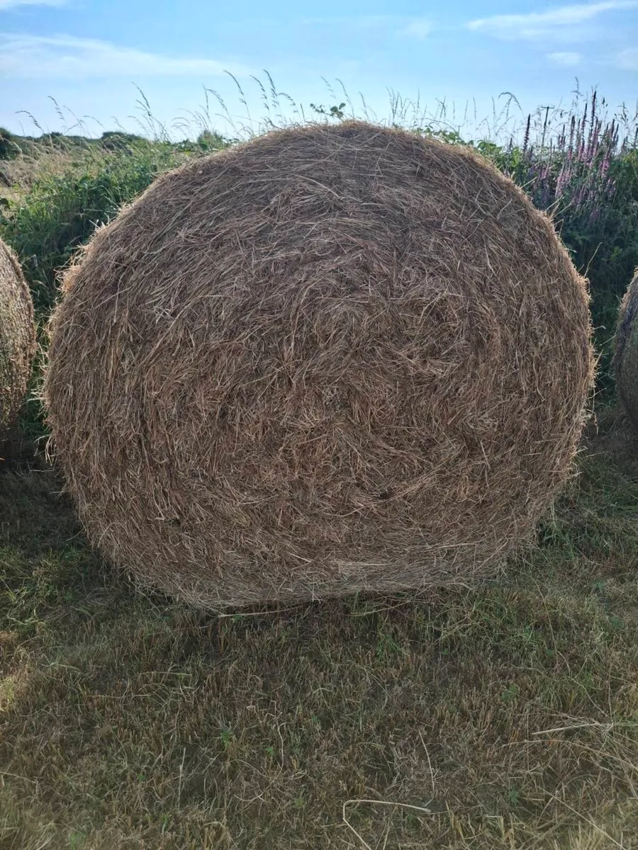 Round bales top quality hay - Image 2