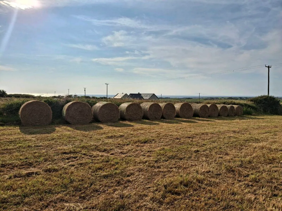 Round bales top quality hay - Image 3