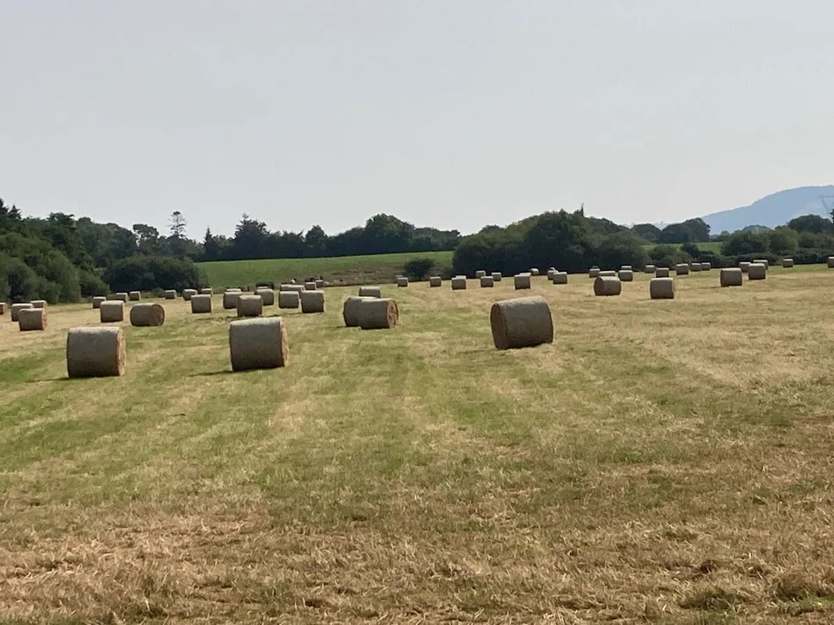 Hay (round) - Image 2