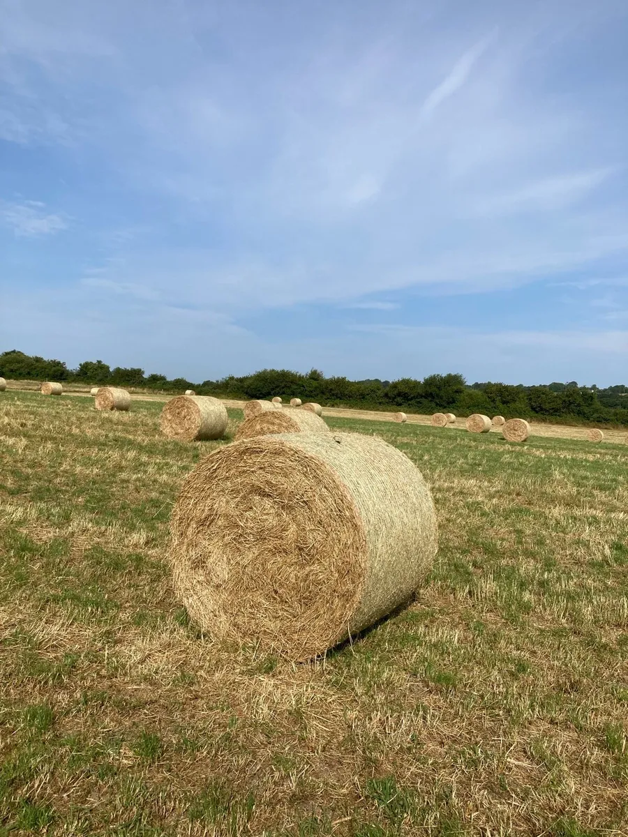 Hay (round) - Image 4