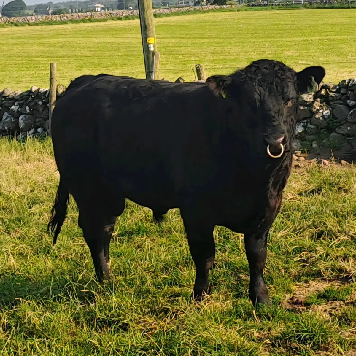 Yearling Bull - Image 1