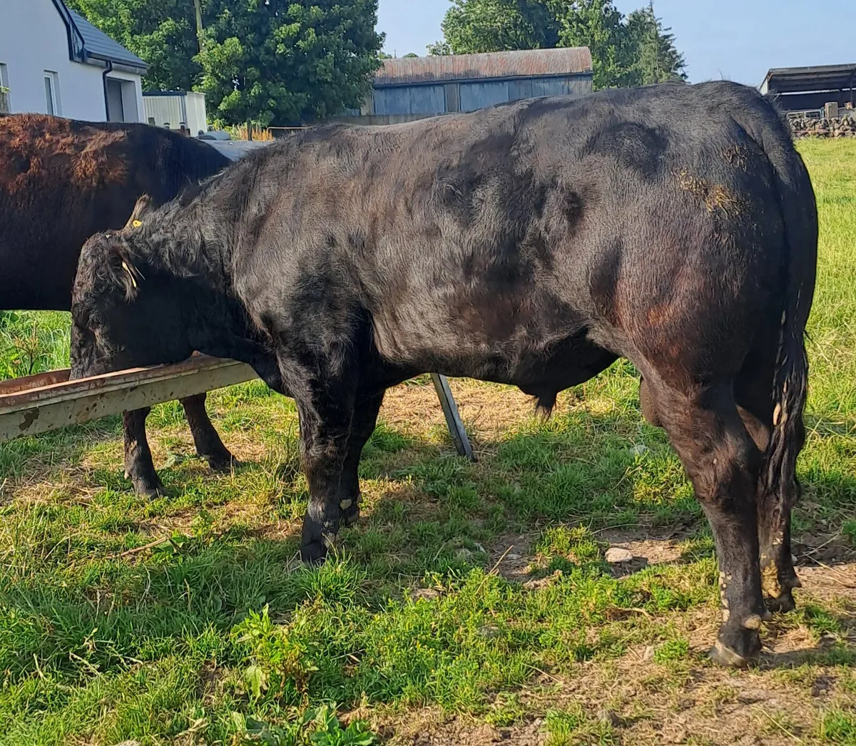 Yearling Bull - Image 2