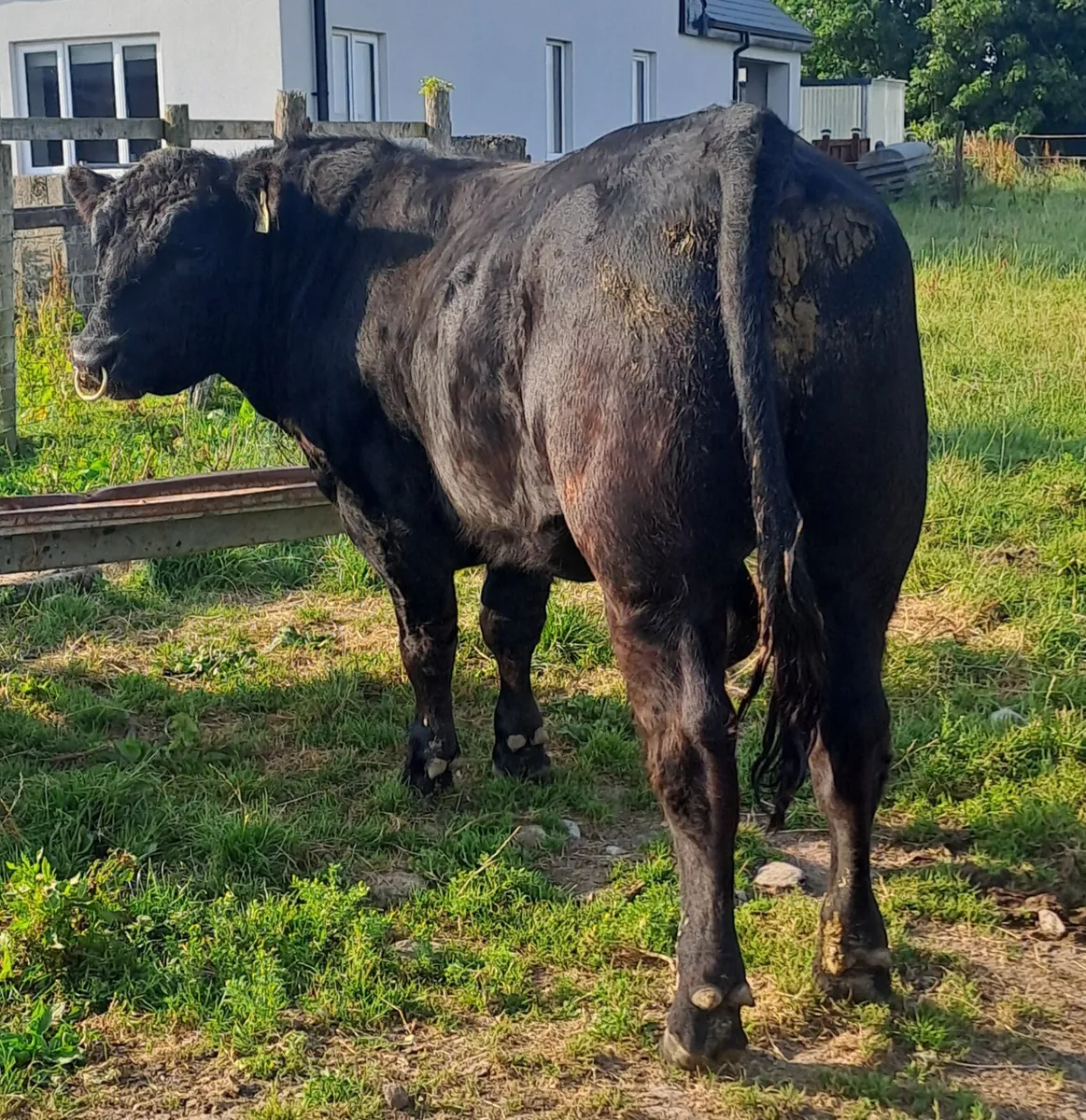 Yearling Bull - Image 3