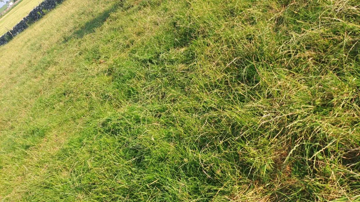 Yearling Bull - Image 4