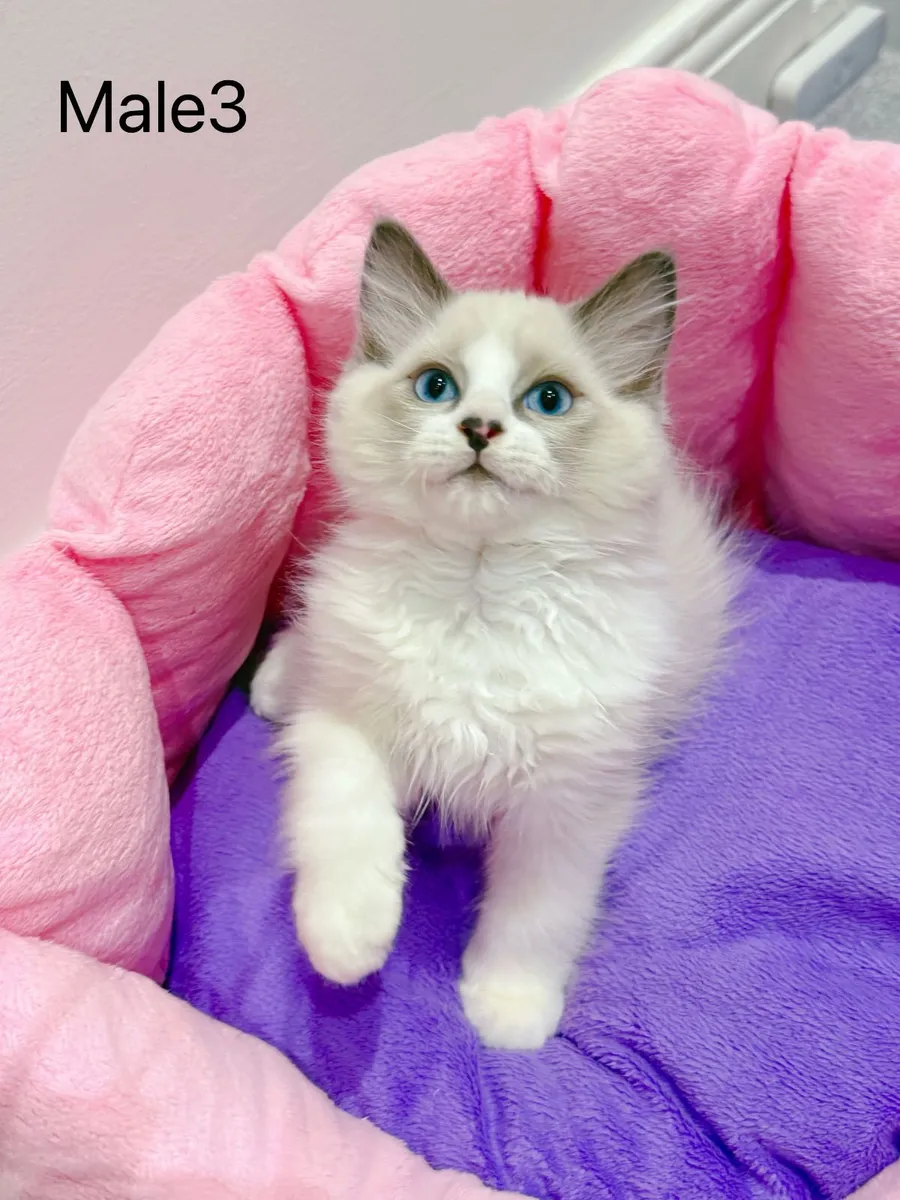 Purebred Ragdoll kittens for sale TICA Registered - Image 1