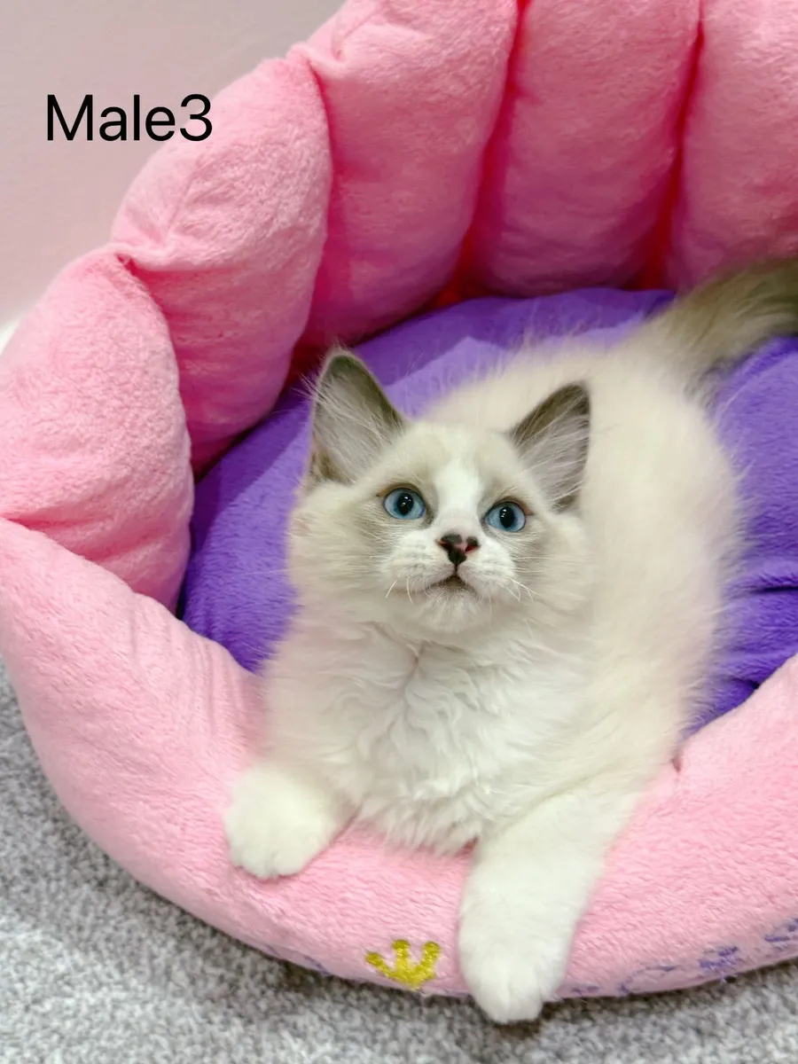 Purebred Ragdoll kittens for sale TICA Registered - Image 2