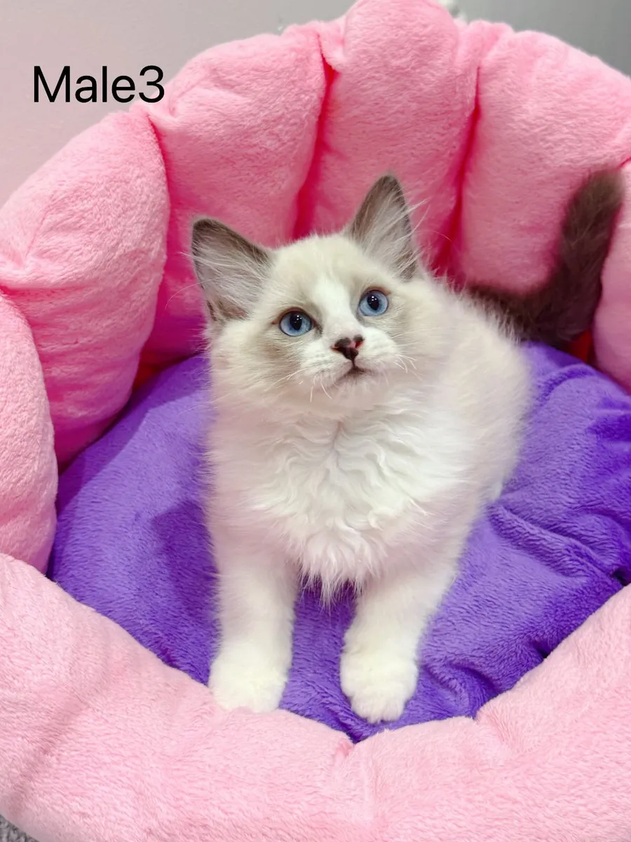 Purebred Ragdoll kittens for sale TICA Registered - Image 3