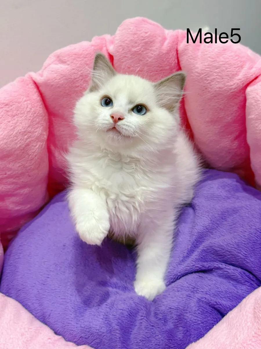 Purebred Ragdoll kittens for sale TICA Registered - Image 4