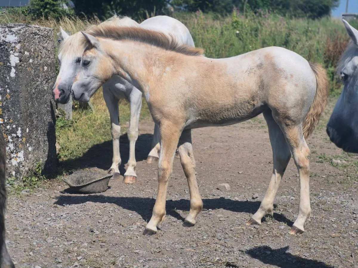 Reg Connemara Filly Foal - Image 2