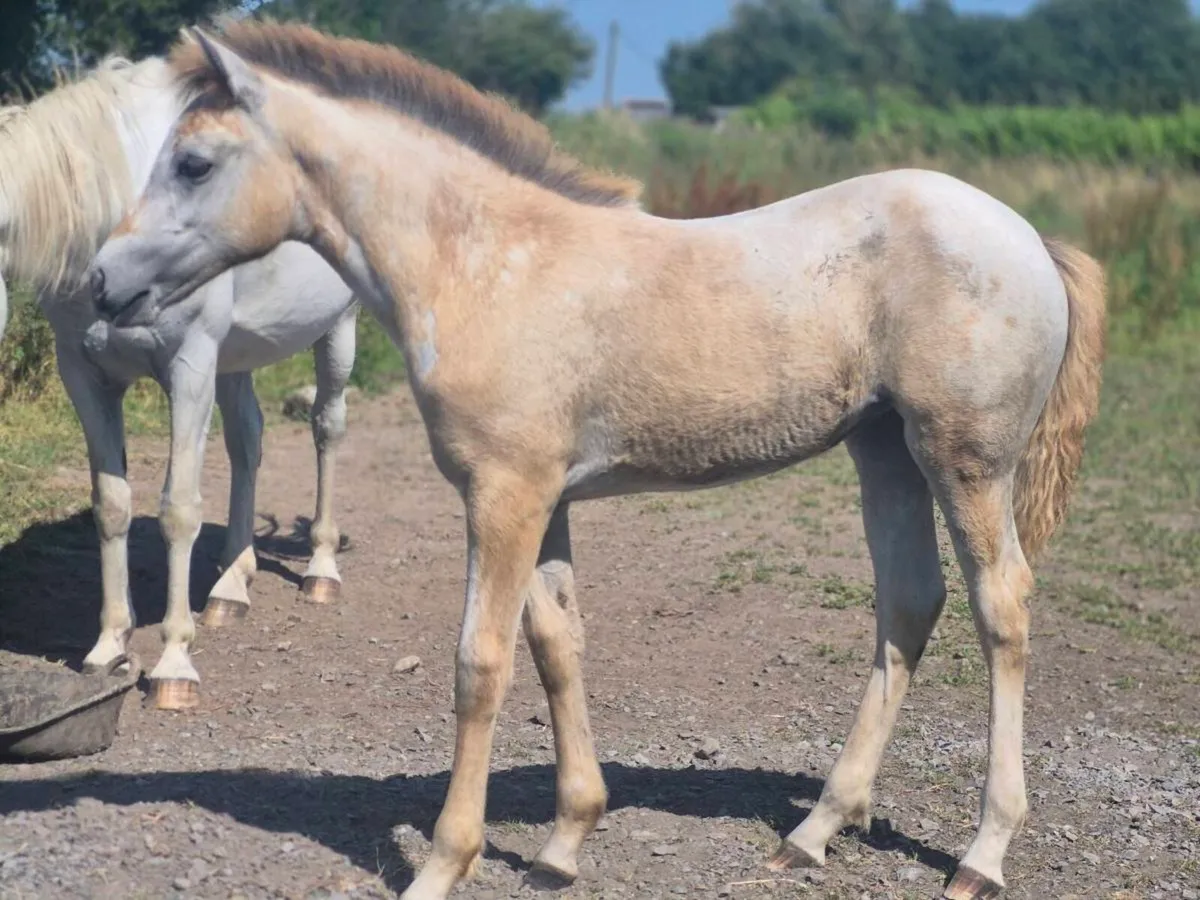Reg Connemara Filly Foal - Image 3