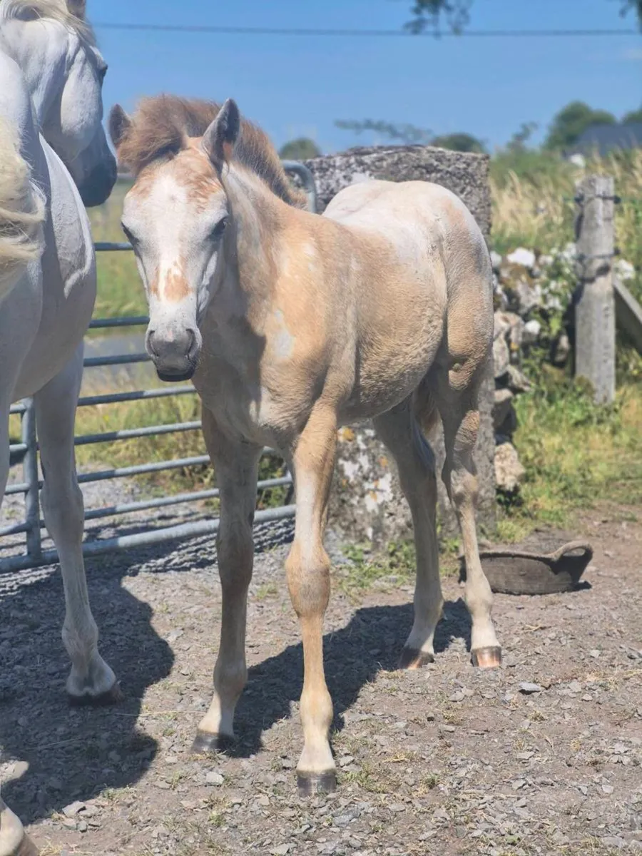 Reg Connemara Filly Foal - Image 4