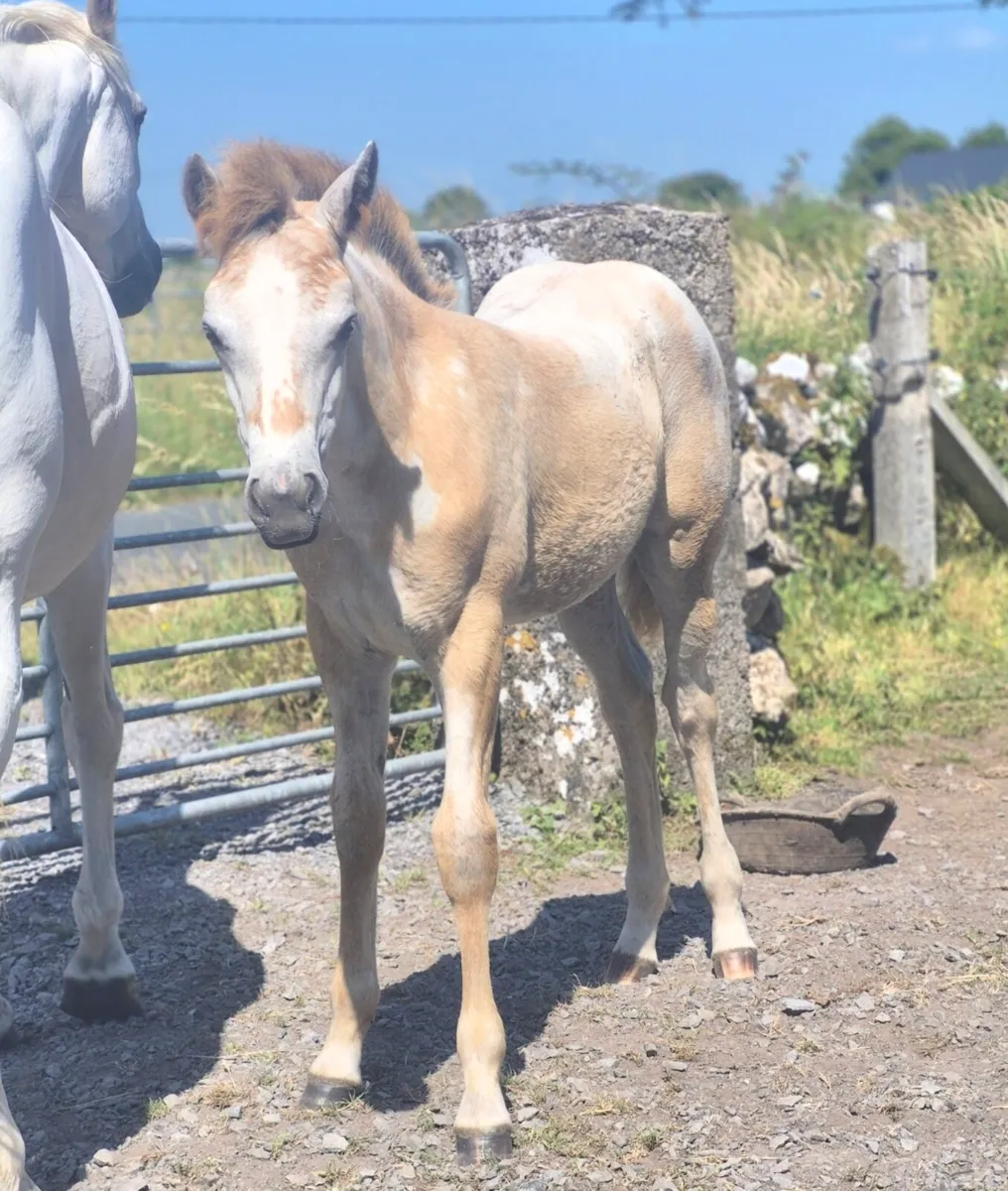 Reg Connemara Filly Foal - Image 1