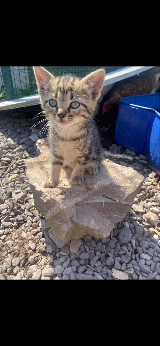 Kitten - Image 1