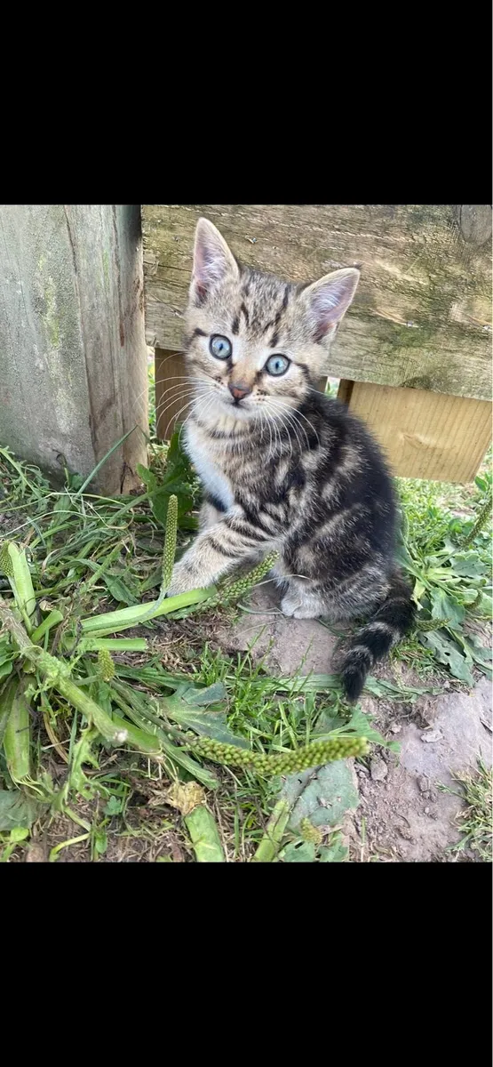 Kitten - Image 4