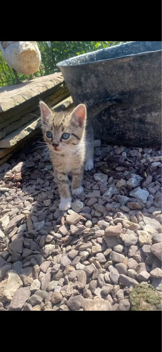 Kitten - Image 2