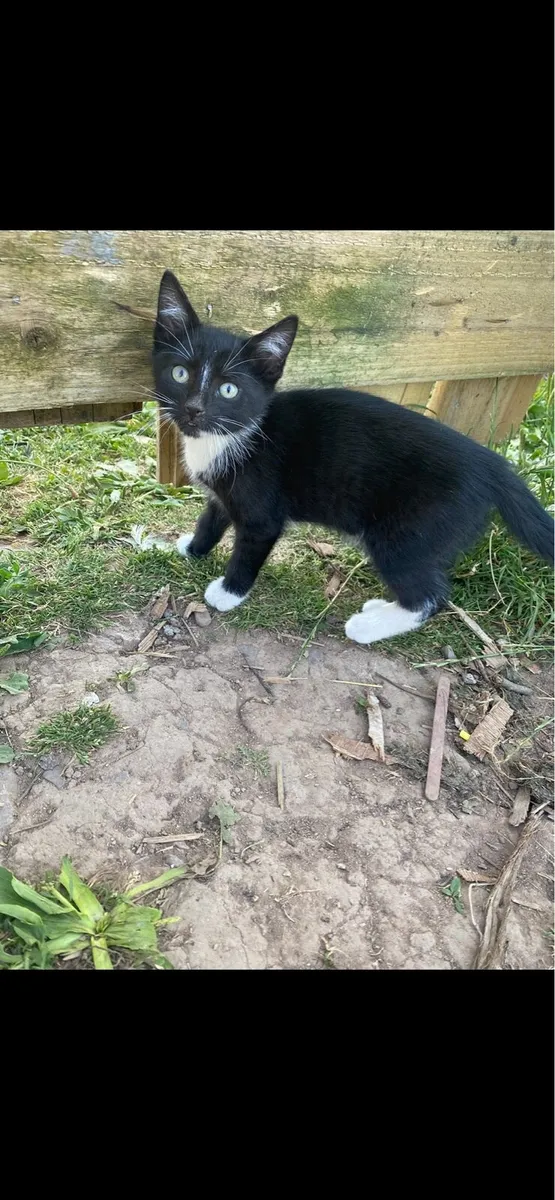Kitten - Image 3