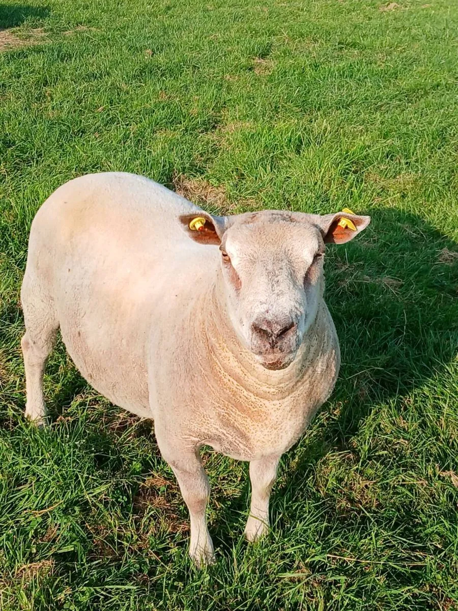 Ch Hogget ram - Image 1