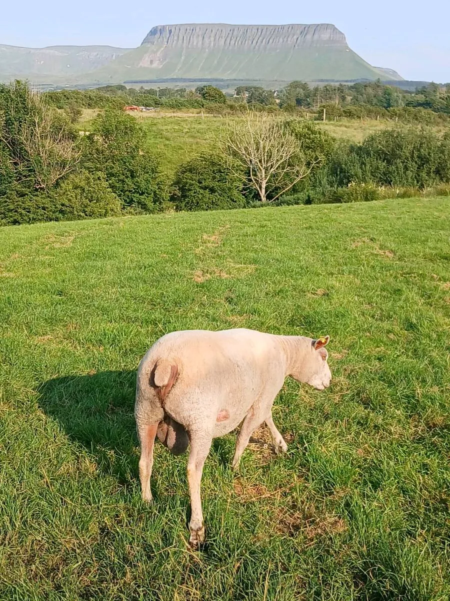 Ch Hogget ram - Image 2