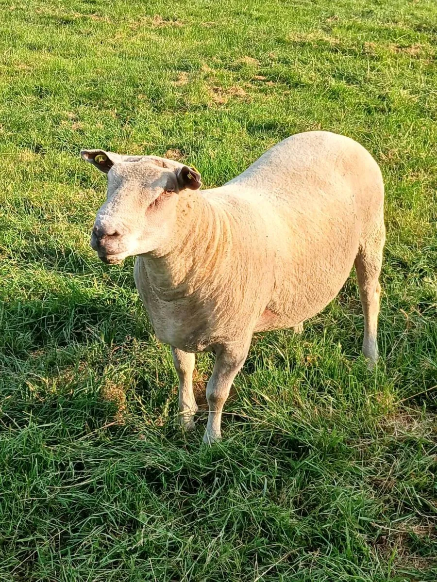 Ch Hogget ram - Image 3