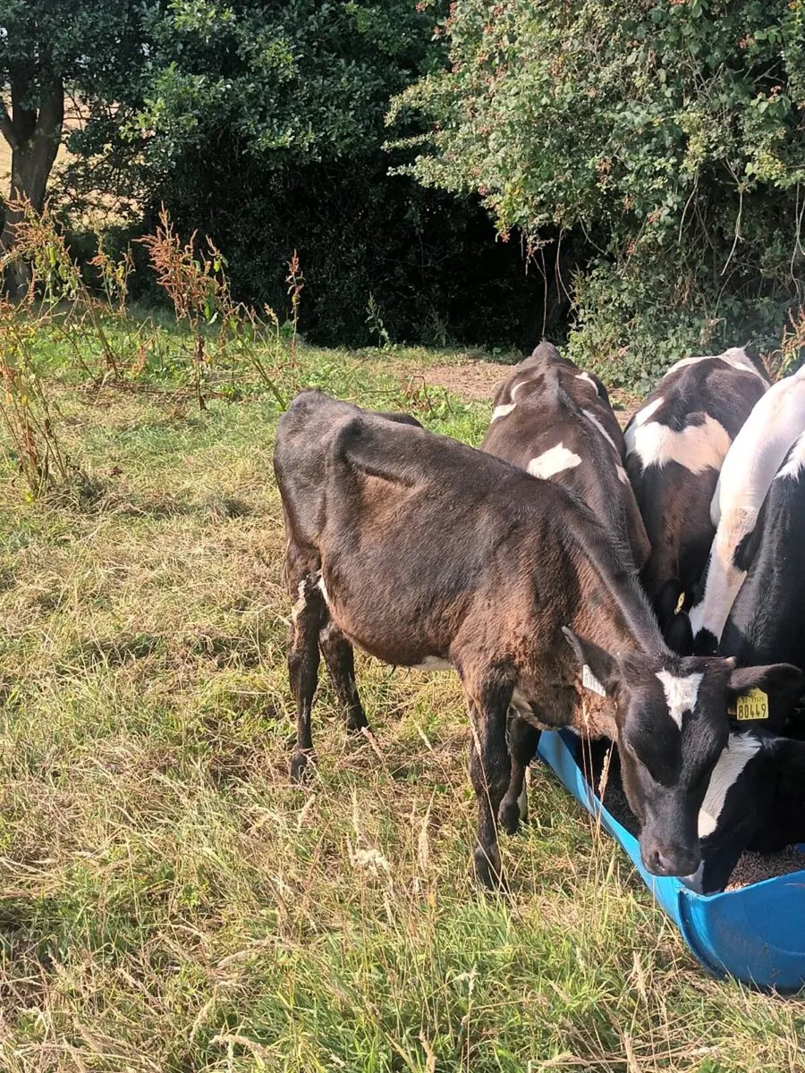 Fresian bull Weanlings x 4 - Image 2