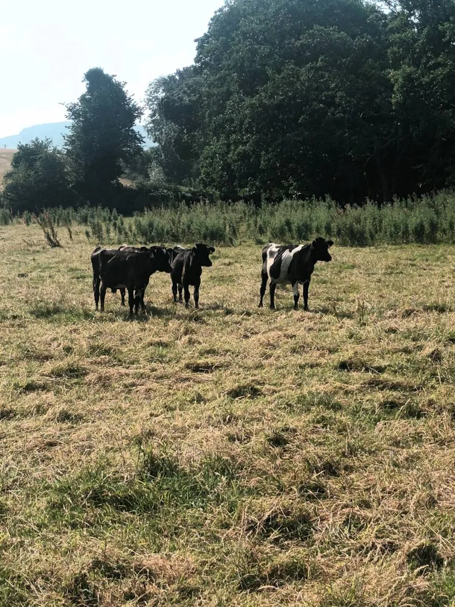 Fresian bull Weanlings x 4 - Image 1