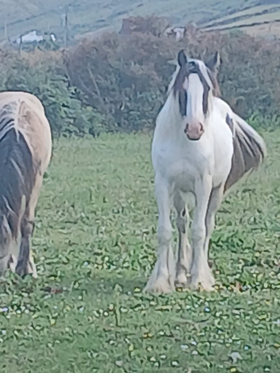 Yearling filly to finish 14.3hh...will be heavy - Image 1