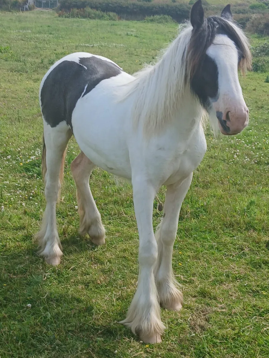 Yearling filly to finish 14.3hh...will be heavy - Image 4
